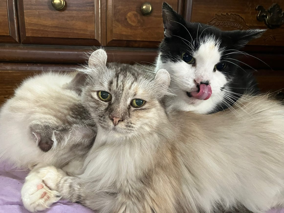 Tootie, Luna, and Tipper