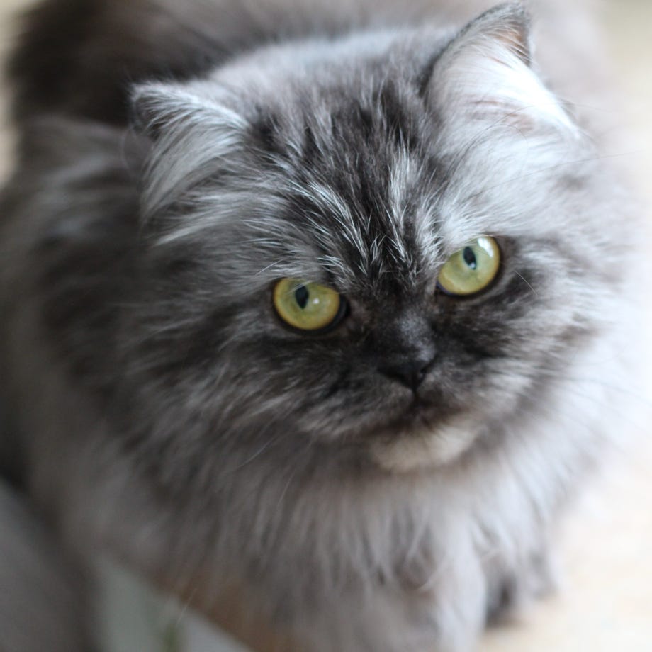 Buki